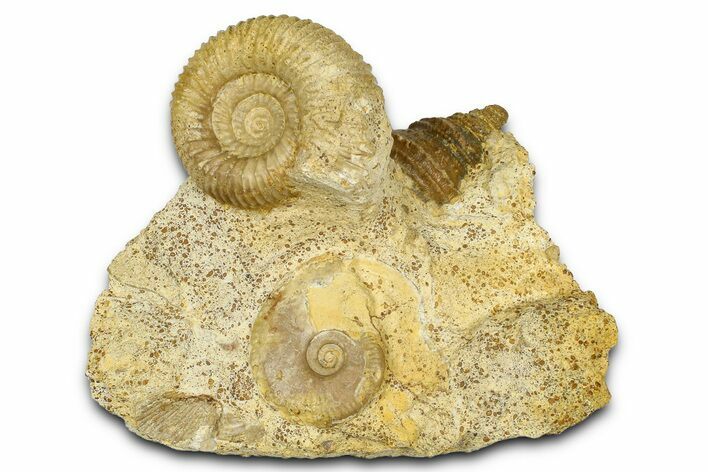 Jurassic Ammonites (Normannites & Oppelia) and a Sea Snail - France #367888